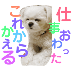 [LINEスタンプ] 白いチワマルのバニラ