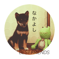 [LINEスタンプ] 黒柴・くろすけ 2 
