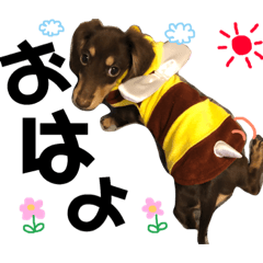 [LINEスタンプ] ダックスのつくねさん 