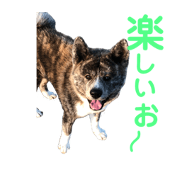 [LINEスタンプ] 秋田犬 きなとらPART2