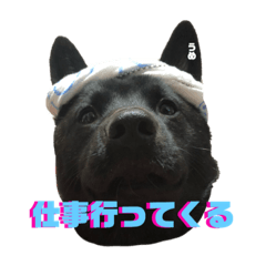 [LINEスタンプ] 甲斐犬うめ＆チワワぽんた 