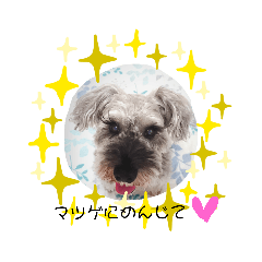 [LINEスタンプ] わんこアラカルト1 