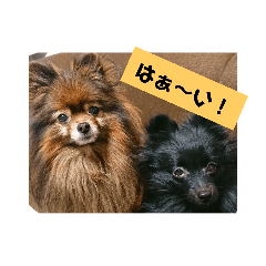 [LINEスタンプ] ポメ子とポメ太郎