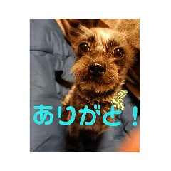 [LINEスタンプ] アル 日常編