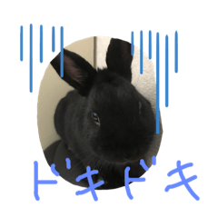 [LINEスタンプ] 黒うさぎさん2