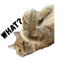 [LINEスタンプ] ネコのノアくん