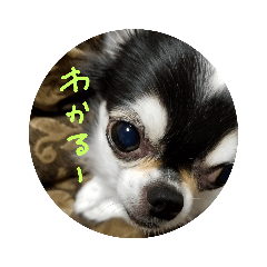 [LINEスタンプ] ちょぼこ2