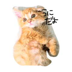 [LINEスタンプ] うにとろろ