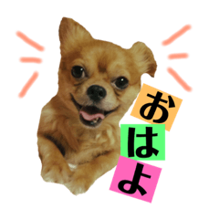 [LINEスタンプ] まると時々ふってぃ♡