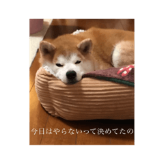 [LINEスタンプ] はるとお散歩