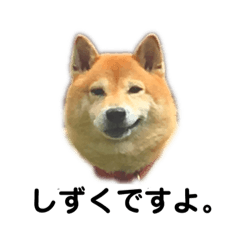 [LINEスタンプ] 柴犬のしずく パート2