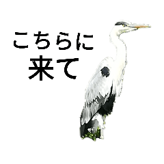 [LINEスタンプ] 川辺で暮らすアオサギスタンプ