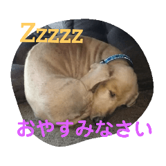 [LINEスタンプ] 我が家のわんの日常1