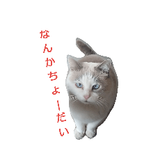 [LINEスタンプ] いぬ時々きんぎょのちにゃんこ