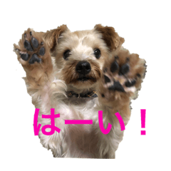 [LINEスタンプ] 多頭飼い申請中
