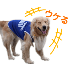 [LINEスタンプ] 【ゴールデンレトリバー】のスタンプ