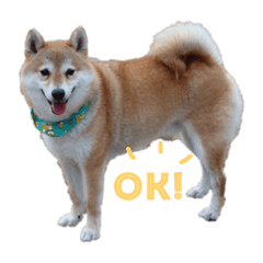 [LINEスタンプ] 柴犬爽太の挨拶スタンプ