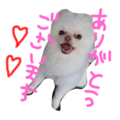 [LINEスタンプ] ポメラニアンのぽこ丸［敬語］32