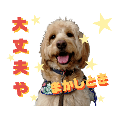 [LINEスタンプ] 続ゴールデンドゥードル（ヱビス）