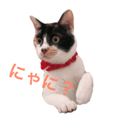 [LINEスタンプ] 三毛猫 きなこ