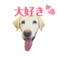 [LINEスタンプ] ラブラドールのレオ吉スタンプ