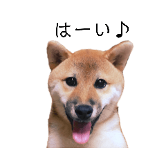 [LINEスタンプ] 柴犬むぎ/Shiba MUGI♀ 