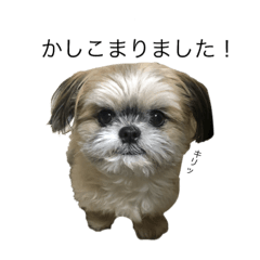 [LINEスタンプ] サロン犬 タンザ店長 接客編① 