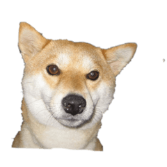 [LINEスタンプ] 片岡柴ちゃん 