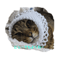 [LINEスタンプ] モカな感じ