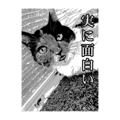 [LINEスタンプ] 新井家のねこ 
