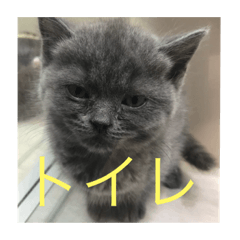 [LINEスタンプ] 猫8匹ちゃん