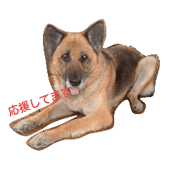 [LINEスタンプ] シェパードⅡU^q^U