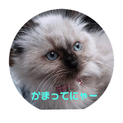 [LINEスタンプ] 寂しがりのニャンコ by ノア