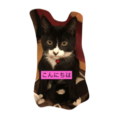 [LINEスタンプ] ニャーゴの気持ち 