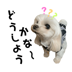 [LINEスタンプ] 愛犬♡マルチーズ