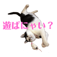 [LINEスタンプ] 保護猫ハチミツbyオハナビーズ