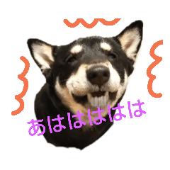 [LINEスタンプ] 豆柴 あずき君 2 