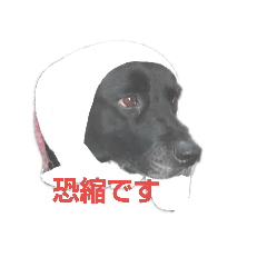 [LINEスタンプ] ナナ犬 