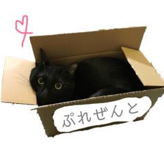 [LINEスタンプ] 黒猫のこーちゃん 
