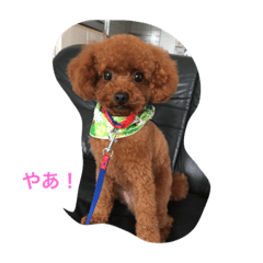 [LINEスタンプ] トイプードルのふぁどくん 