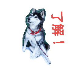 [LINEスタンプ] dogsshibanana