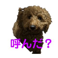 [LINEスタンプ] 犬のゴン太スタンプ