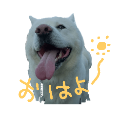 [LINEスタンプ] 秋田犬、与四郎さん