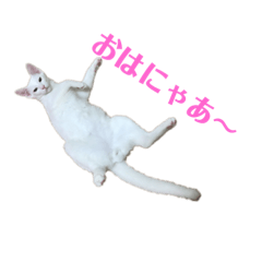 [LINEスタンプ] ニャンニャンスタンプ