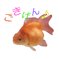 [LINEスタンプ] きんぎょ時々いぬのちにゃんこ