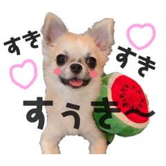 [LINEスタンプ] チワワのウィズさん#1