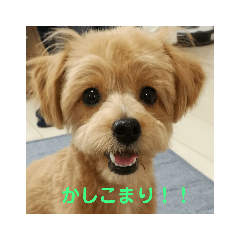 [LINEスタンプ] チワプーるなの日常2