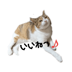[LINEスタンプ] 三毛猫ちびの日常つぶやき2