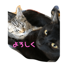 [LINEスタンプ] ねこまるとおもちスタンプ