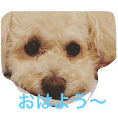 [LINEスタンプ] モコの一日